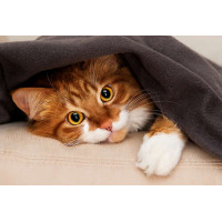 Рыжий кот под теплым одеялом