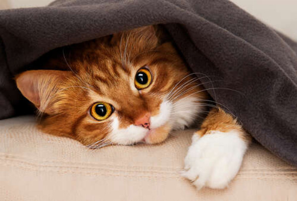 Рыжий кот под теплым одеялом