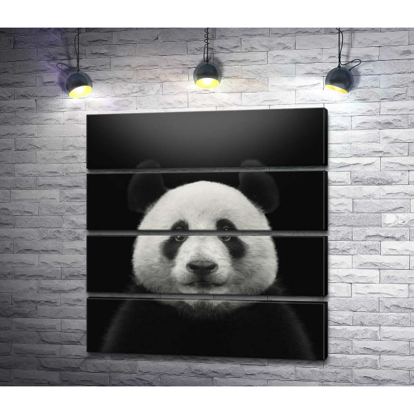 Монохромный портрет панды