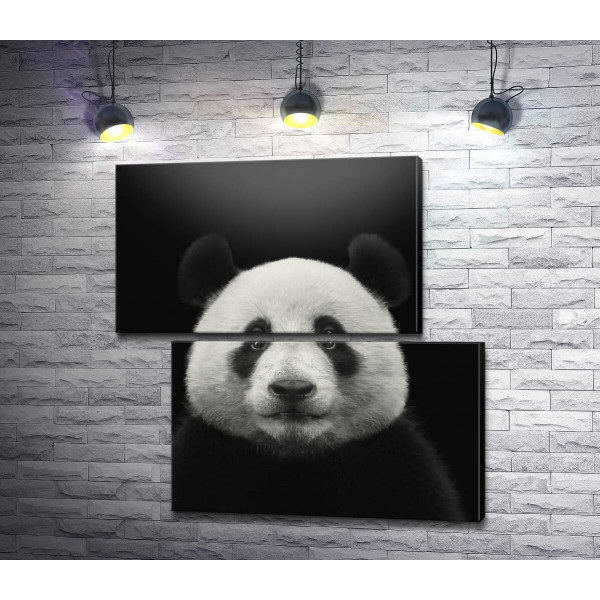 Монохромный портрет панды