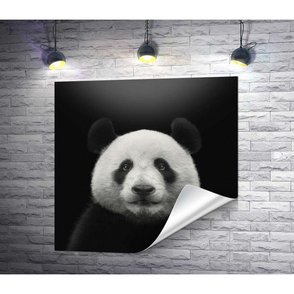 Монохромний портрет панди
