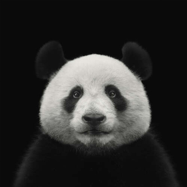 Монохромний портрет панди