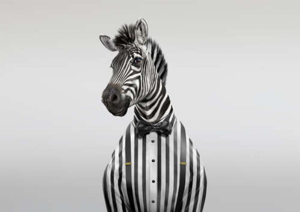 Улыбающаяся зебра в ретро костюме
