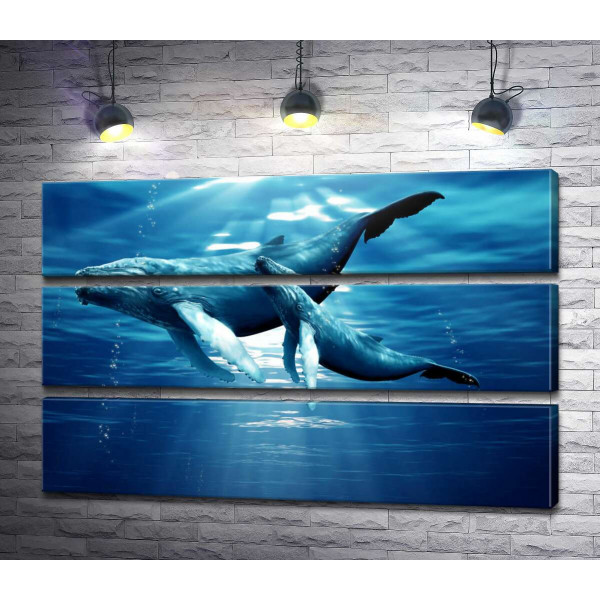 Пара синих китов в лучах солнца
