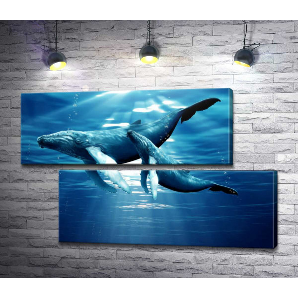 Пара синіх китів в сонячних променях