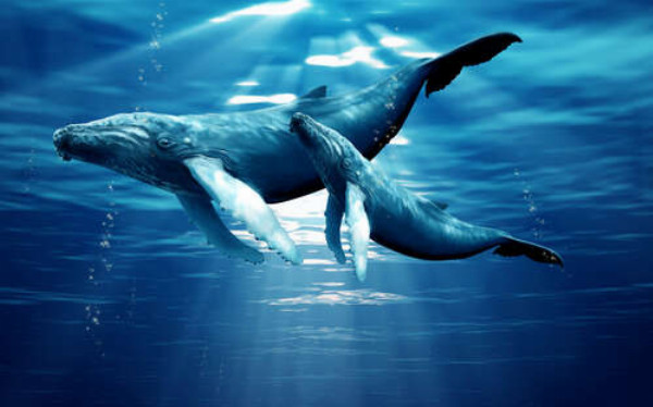 Пара синих китов в лучах солнца