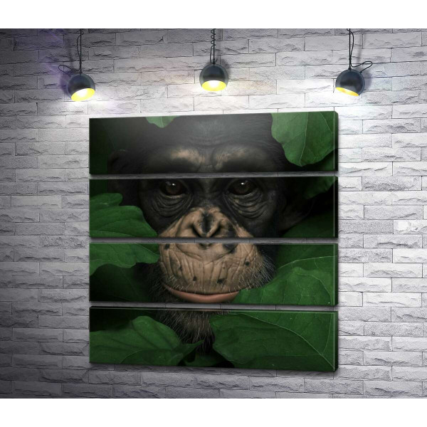 Уважна шимпанзе в зеленому листі