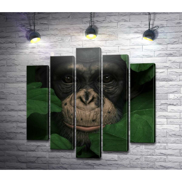 Уважна шимпанзе в зеленому листі