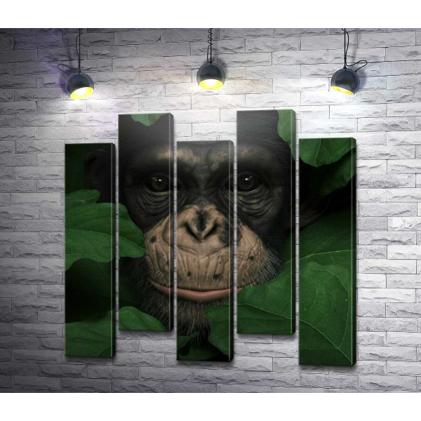 Внимательная шимпанзе в зелёной листве