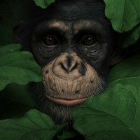 Внимательная шимпанзе в зелёной листве
