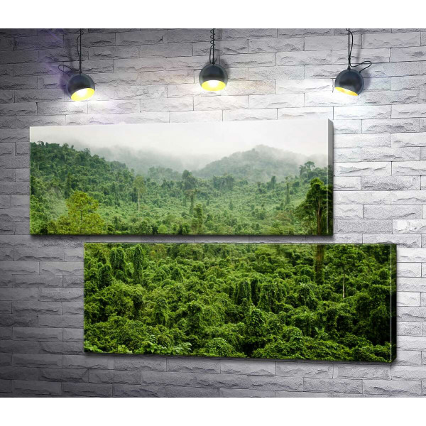 Туманные джунгли дождевого леса Вьетнама