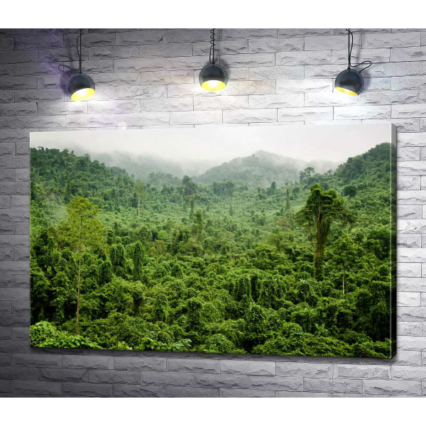 Туманні джунглі дощового лісу В'єтнаму