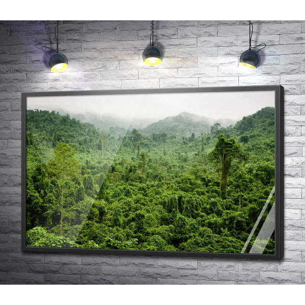 Туманні джунглі дощового лісу В'єтнаму