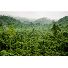 Туманные джунгли дождевого леса Вьетнама