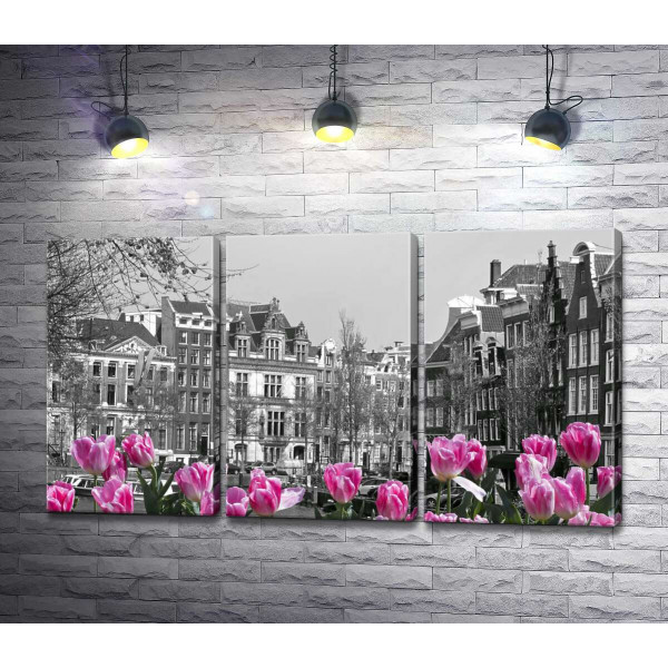 Рожеві тюльпани обрамляють чорно-білий канал Амстердама