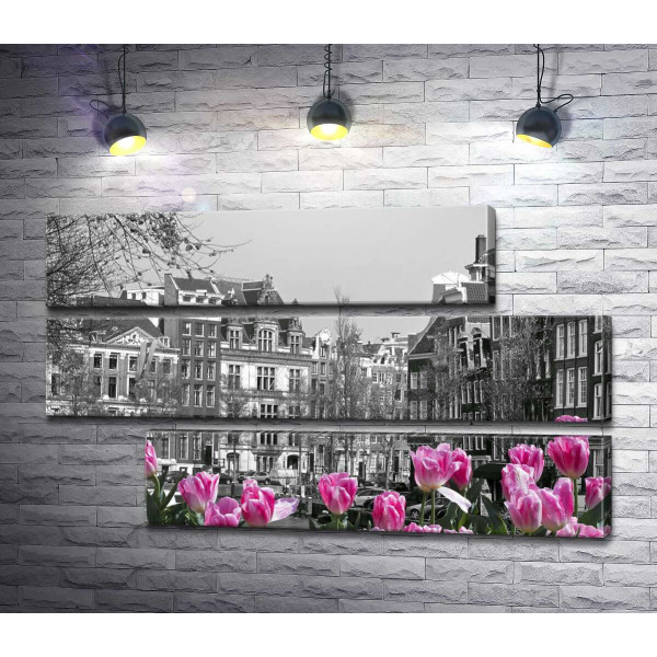 Рожеві тюльпани обрамляють чорно-білий канал Амстердама