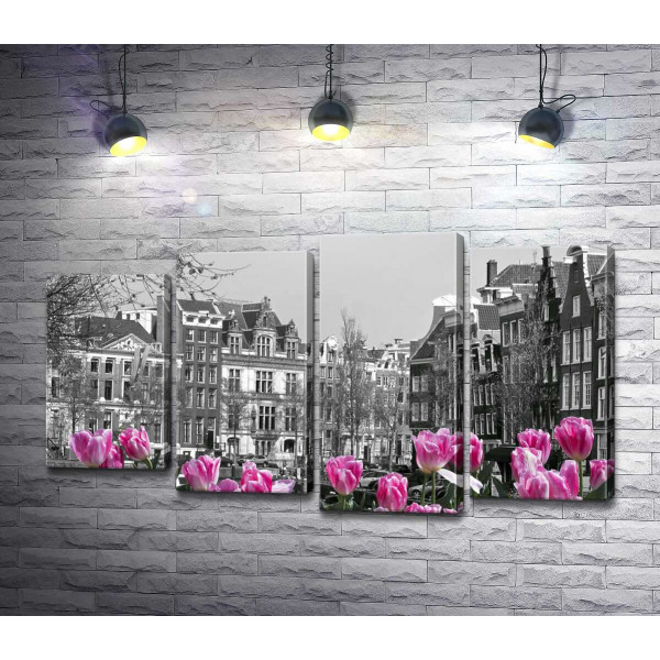 Розовые тюльпаны обрамляют черно-белый канал Амстердама