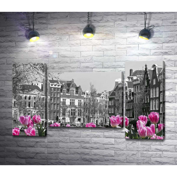 Розовые тюльпаны обрамляют черно-белый канал Амстердама