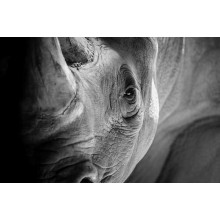 Мудрый взгляд носорога
