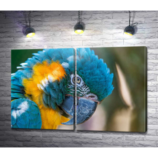 Яскравий синьо-жовтий папуга ара