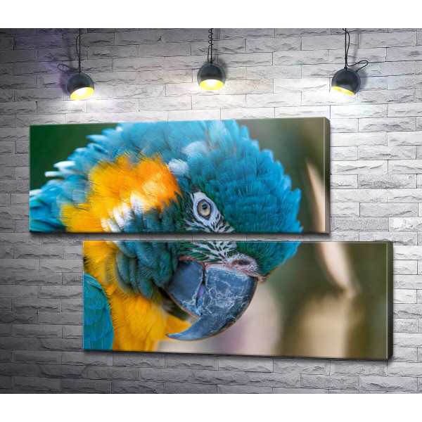 Яскравий синьо-жовтий папуга ара