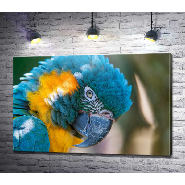 Яркий сине-желтый попугай ара