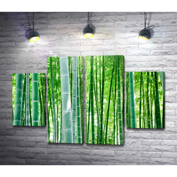 Зелень бамбукового лісу