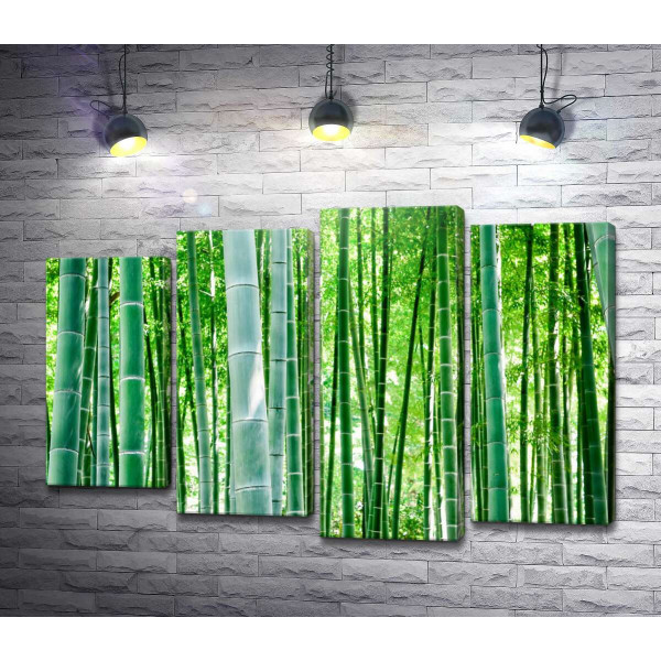 Зелень бамбукового лісу