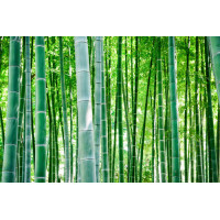 Зелень бамбукового леса