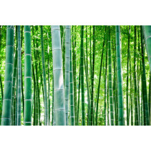 Зелень бамбукового леса