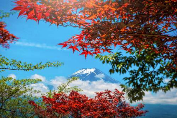 Вершина гори Фудзі під осіннім листям клена