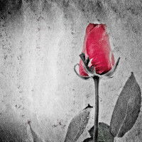 Красный бутон черно-белой розы