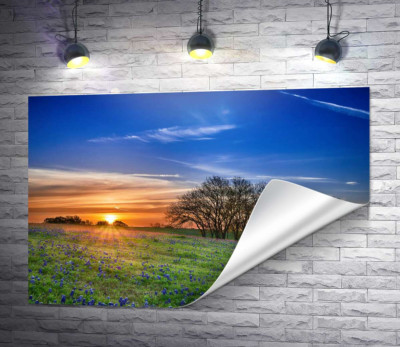 Схід сонця над весняним лугом
