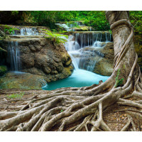 Лесной водопад теряется в корнях дерева