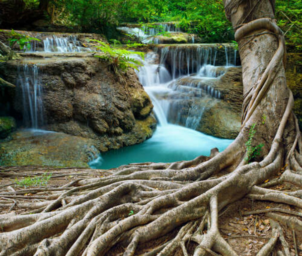 Лесной водопад теряется в корнях дерева