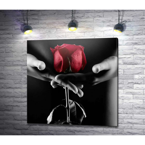 Червона троянда в тіні спокусливого жіночого тіла