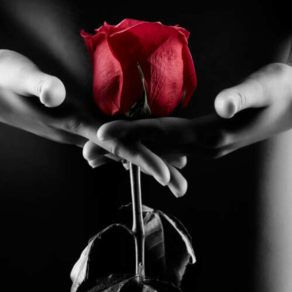 Красная роза в тени соблазнительного женского тела