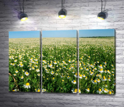 Модульна картина "Безкрає ромашкове поле"