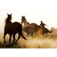 Коні біжать в пилу