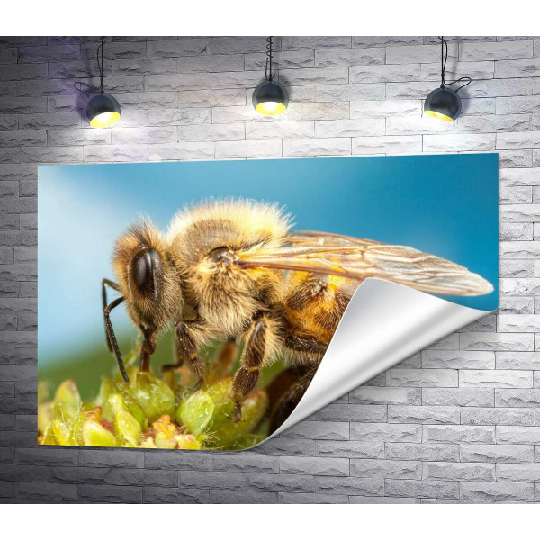 Бджола збирає пилок