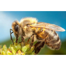 Пчела собирает пыльцу