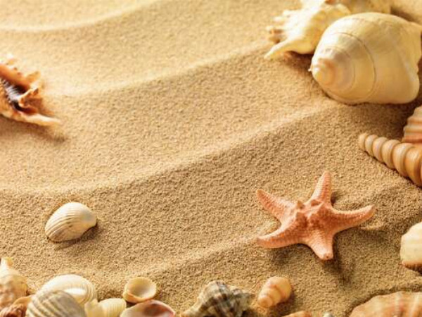 Ракушки на песчаных волнах