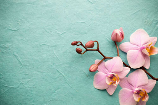 Нежные цветы орхидеи на голубом фоне