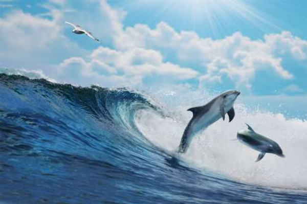 Дельфины в пенящихся морских волнах 