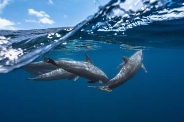 Стая дельфинов на границе воды