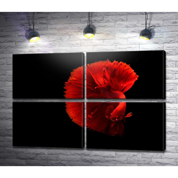 Ярко-красная рыбка петушок