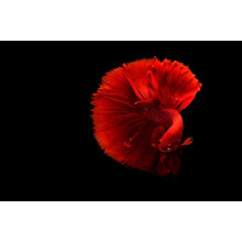 Ярко-красная рыбка петушок