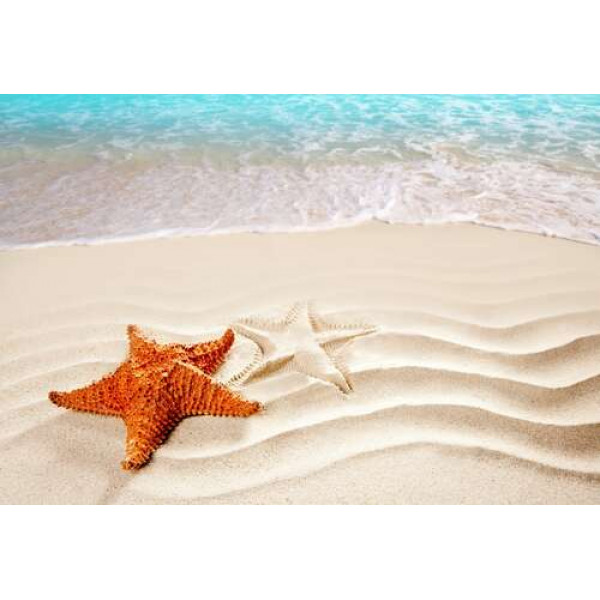 Морська зірка на березі