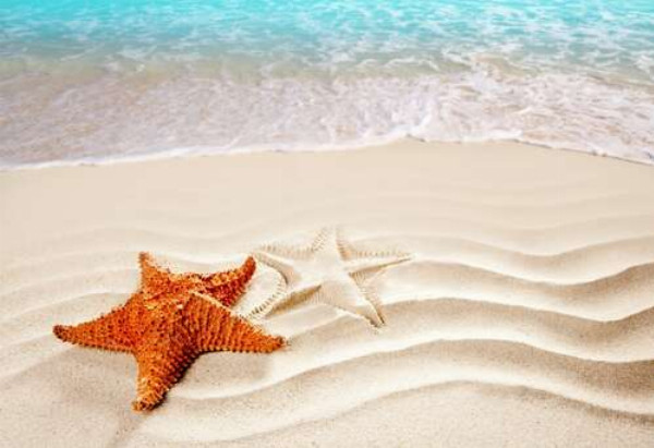 Морська зірка на березі