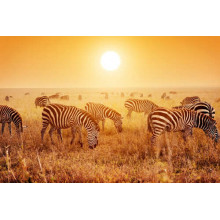 Полосатые зебры под жарким солнцем саванны